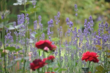 entre roses et lavandes