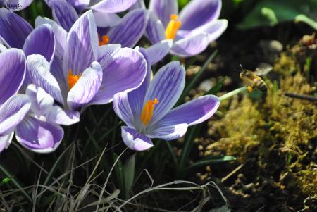 et elles butinent... 