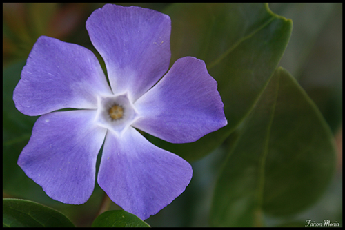 Photo de fleur en Ardenne 17