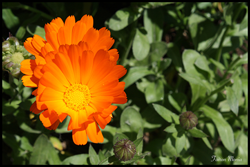 Photo de fleur en Ardenne 13