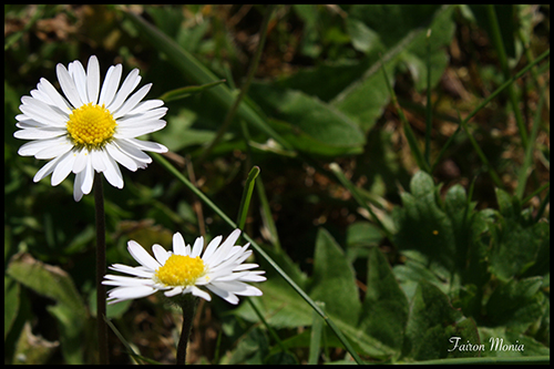 Photo de fleur en Ardenne 1