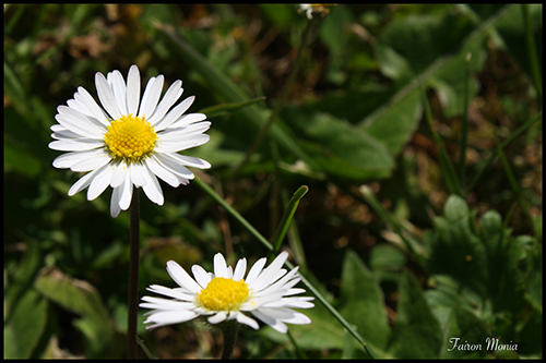 Photo de fleur en Ardenne 8
