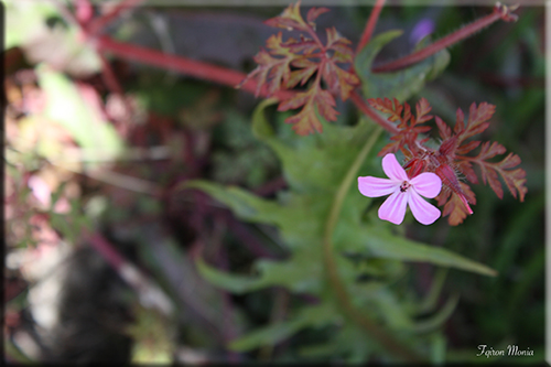Photo de fleur en Ardenne 14