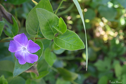Photo de fleur en Ardenne 15