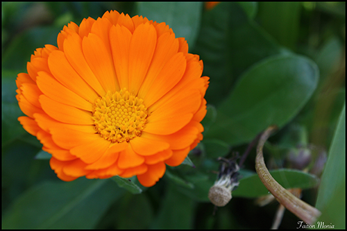 Photo de fleur en Ardenne 3