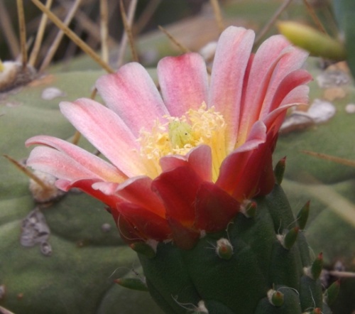 Jardin des Cactus ( Lanzarote )