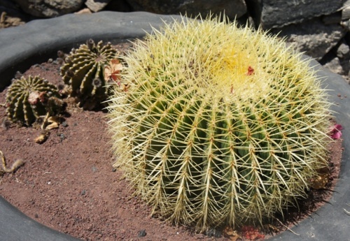 Betancuria ( Fuerteventura )