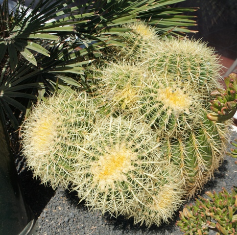 Calete de Fuste ( Fuerteventura )