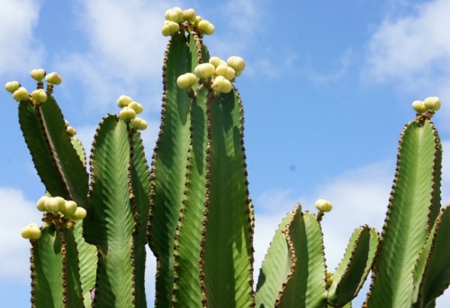 Puerto de Rosario ( Fuerteventura )