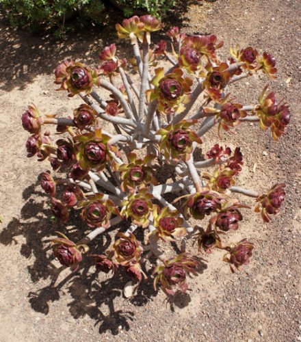Ecomusee d' Algogida ( Fuerteventura )