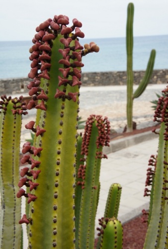 Puerto de Rosario ( Fuerteventura )