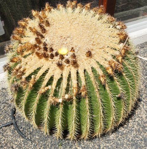 Calete de Fuste ( Fuerteventura )