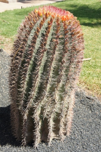 Calete de Fuste ( Fuerteventura )