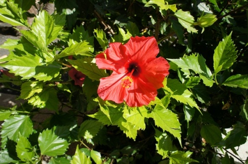 Ecomusee d' Algogida ( Fuerteventura )