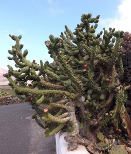 Jardin des Cactus ( Lanzarote )