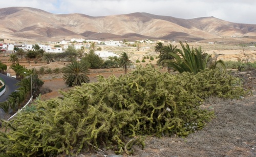 Antigua ( Fuerteventura )