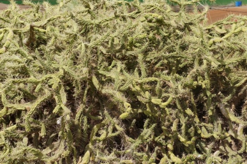 Antigua ( Fuerteventura )