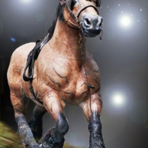 Cheval de trait