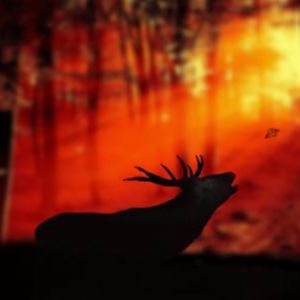 Cerf