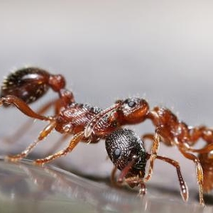 Combats pour le controle de la goutte de miel.