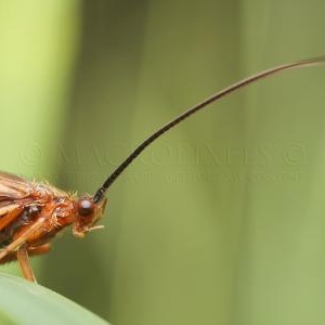 Trichoptere