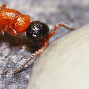 Myrmosa atra qui s invite au repas.