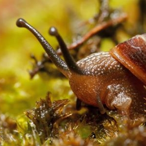 Escargot (photo prise ailleurs servant a illustrer)