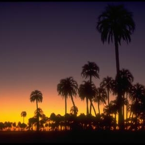 Parc national del Palmar