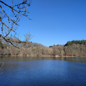 Holz Maar