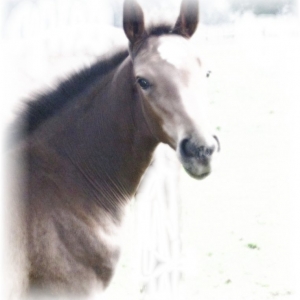 Vitamines de Haute Qualite pour Chevaux Vitamines de Haute Qualite pour Chevaux