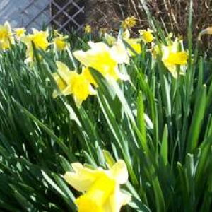 quelques jonquilles, victoire sur l'hiver