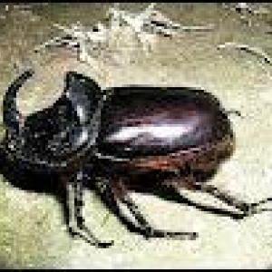 rhinoceros, ou orycte nasicorne (2 - 3 cm)