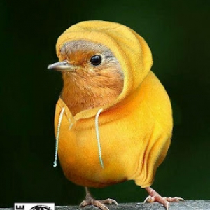 Canari en gilet jaune.