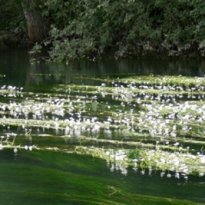 Renoncule aquatique