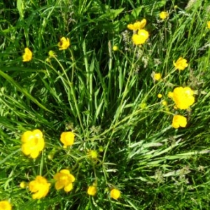 Renoncules (boutons d'or)