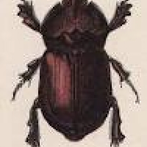 rhinoceros, ou orycte nasicorne
