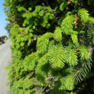 Jeunes pousses de sapin
