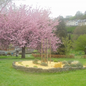Houffalize. Minigolf.  Cerisier du Japon en fleur. En juin, les boules de neige. In juni, de sneeuwballen. 