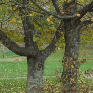 Le golf, arbre remarquable.