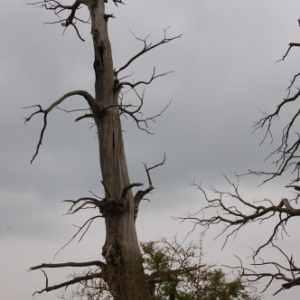 arbre foudroye en 1815