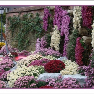 Lahr - Fete de la Chrysantheme Lahr - Fete de la Chrysantheme