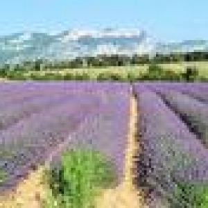 5. La Provence