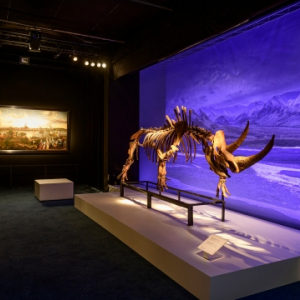 Squelette fossile d’un rhinocéros laineux © « Fondation Roi Baudouin »