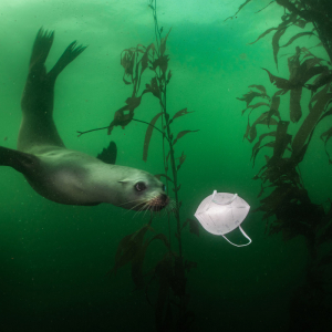 « California Sea Lion Plays with Mask » © Ralph Pace (Etats-Unis) © « World Press Photo »