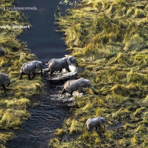 « Okavango-La Rivière des Rêves » © Derek & Beverly Joubert