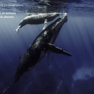 « Quand Baleines et Tortues nous montrent le Chemin » © Rémy Tézier