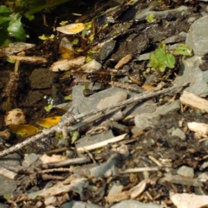 les abeilles ont aussi besuin d'eau