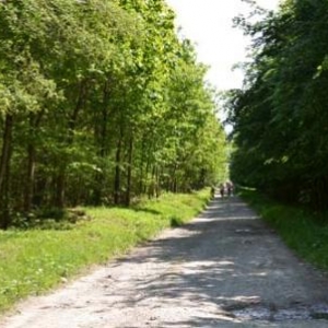 chemin entre feuillus et sapins