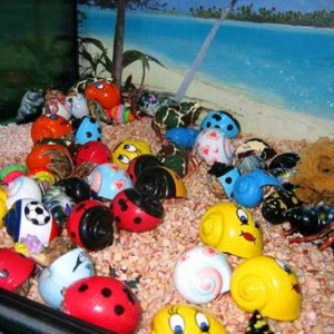 Le Bernard l'hermite terrestre Le Bernard l'hermite terrestre