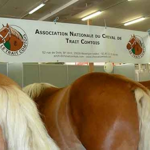 Foire agricole de Libramont - 577